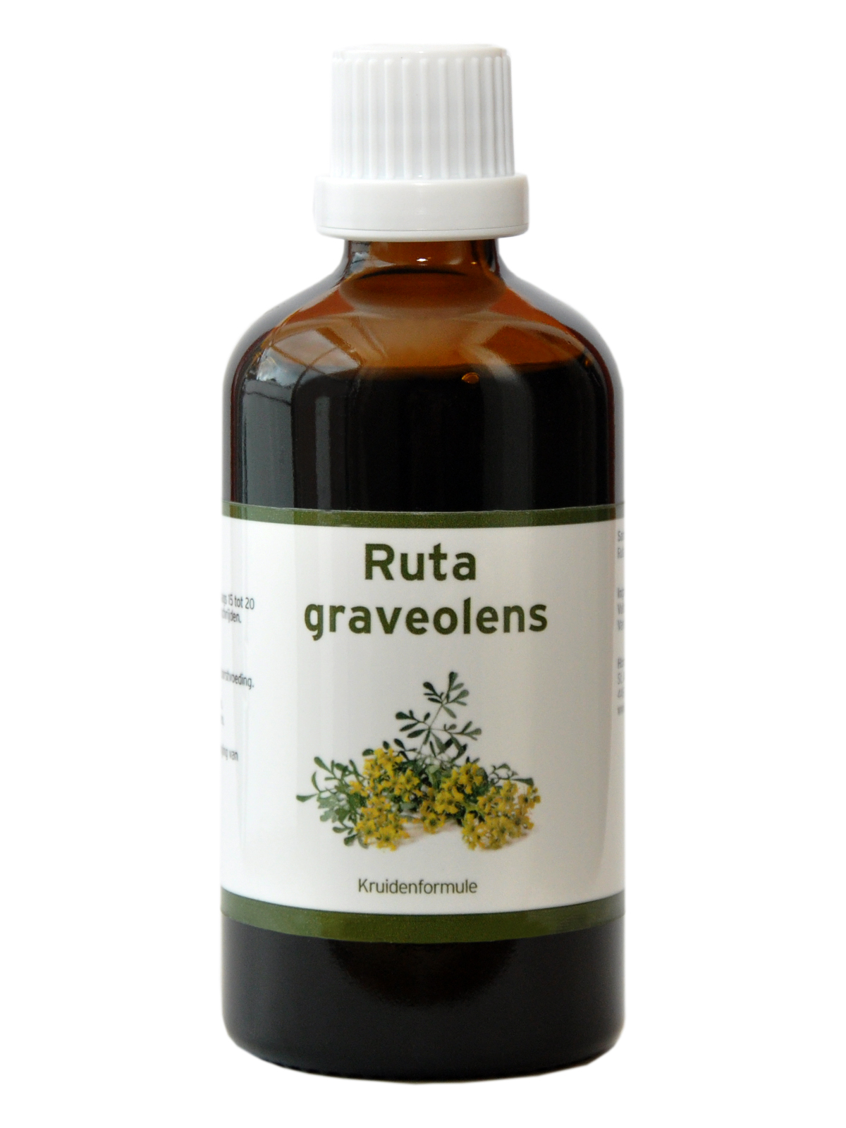 Ruta graveolens