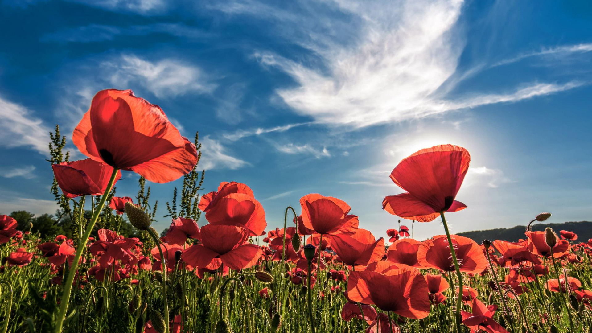 banner home lente