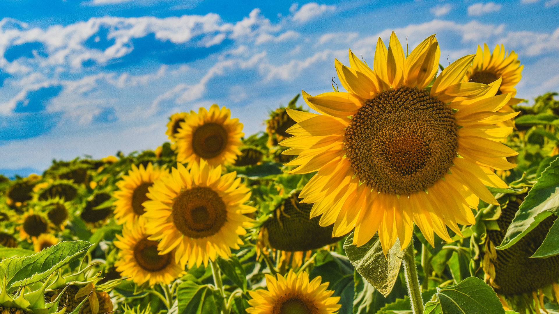banner home zomer