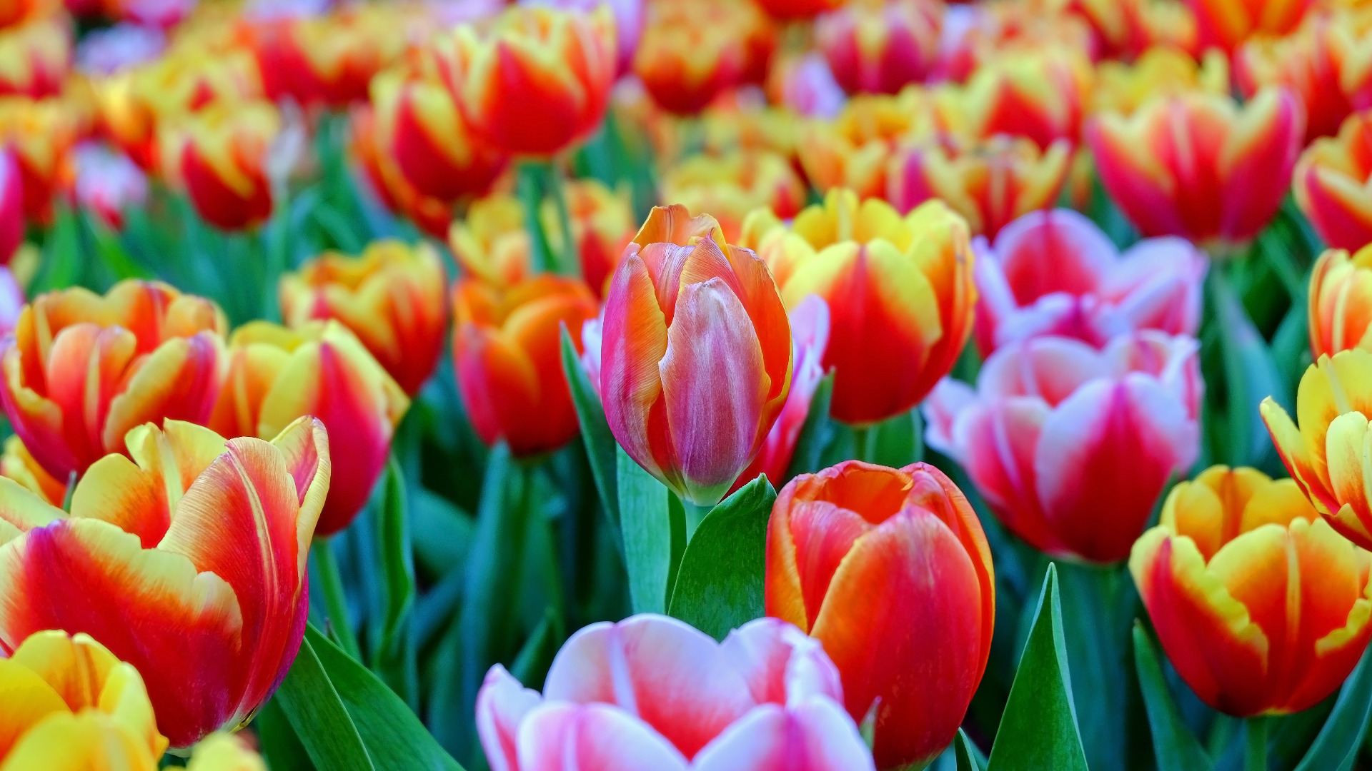 shutterstock_588611651