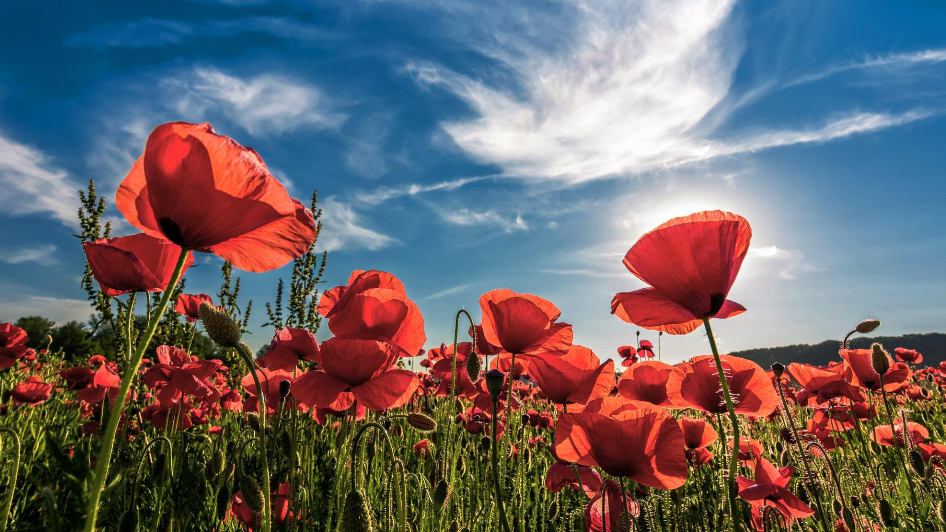 banner home lente