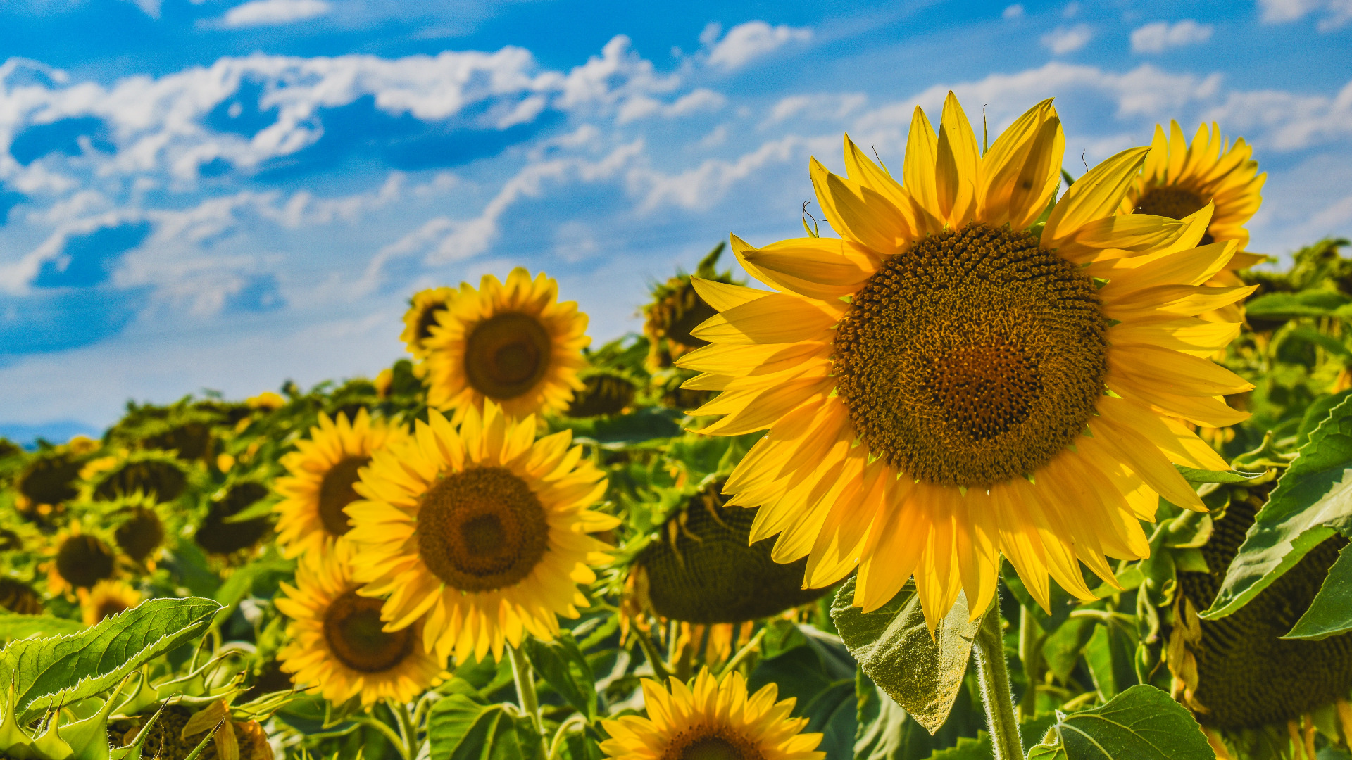 banner home zomer