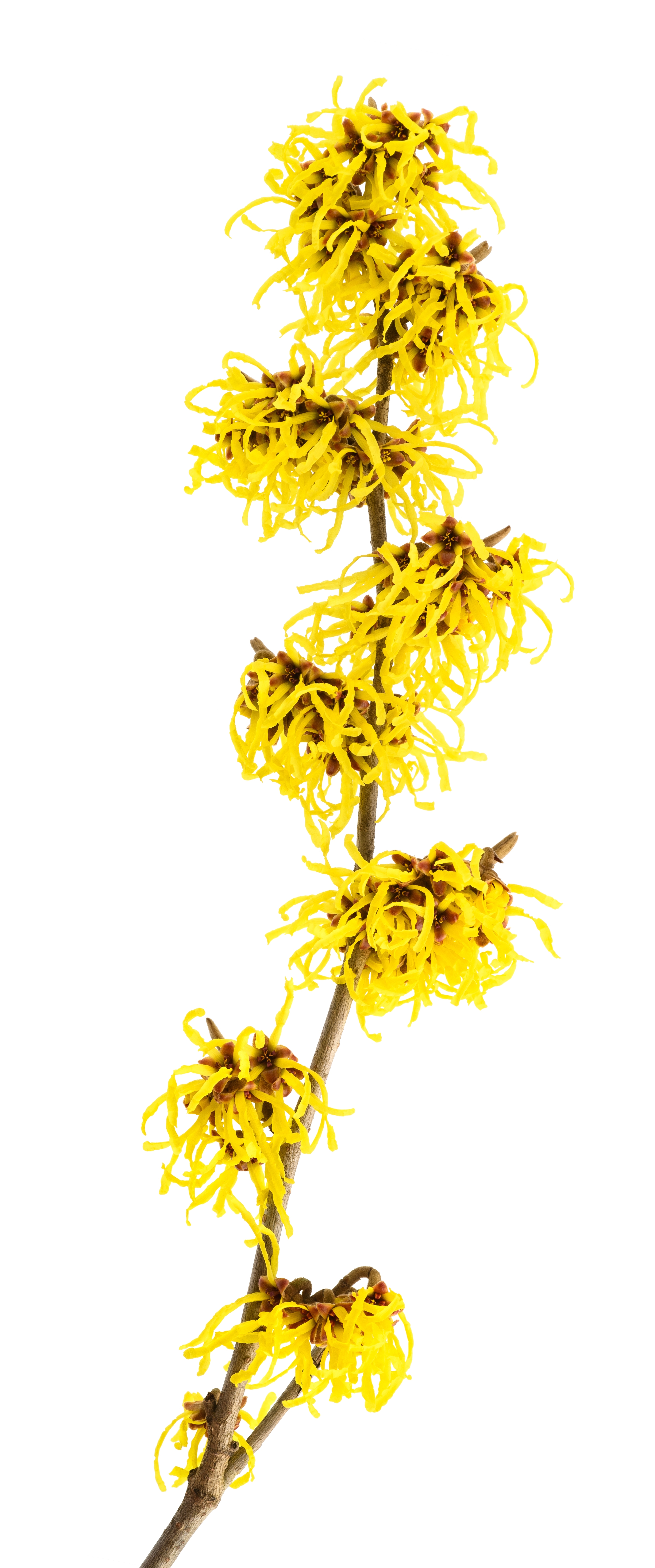 Homeotheek - Hamamelis complex
