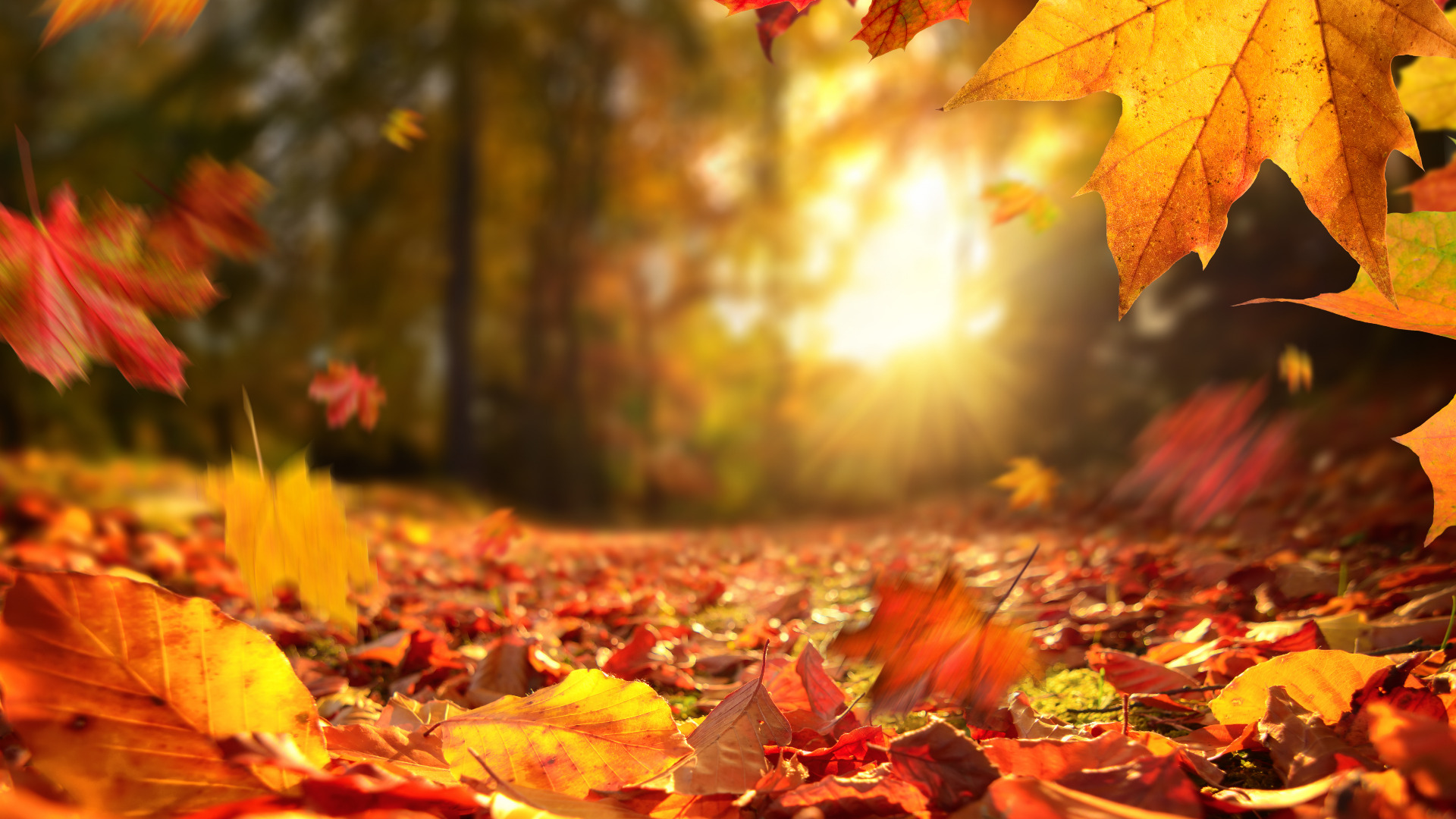 banner herfst