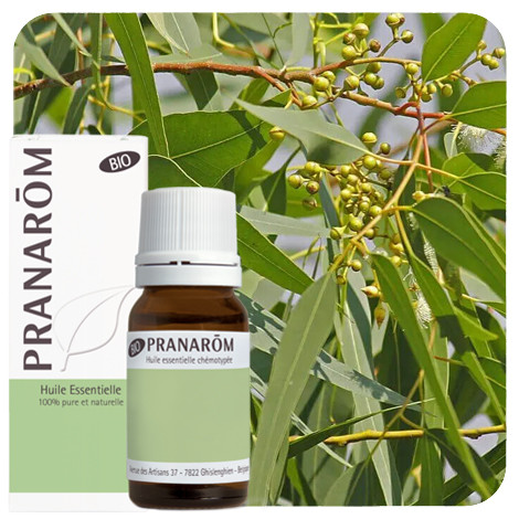 Pranarom - Eucalyptus citroen